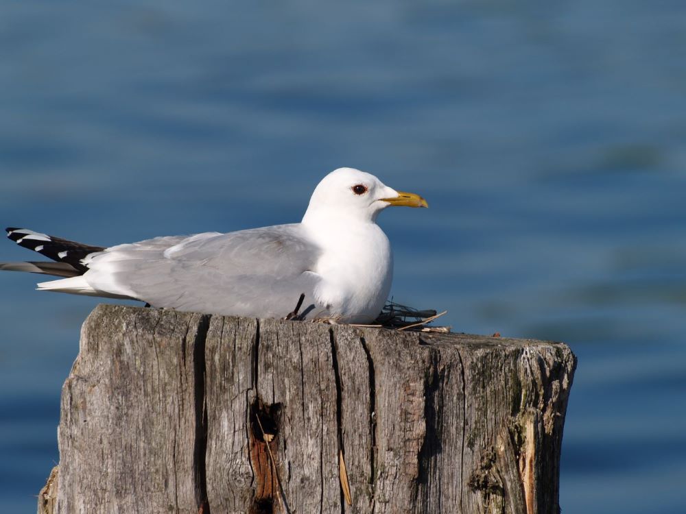 Nistplatz 